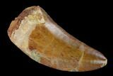 Serrated, Carcharodontosaurus Tooth - Real Dinosaur Tooth #156902-1